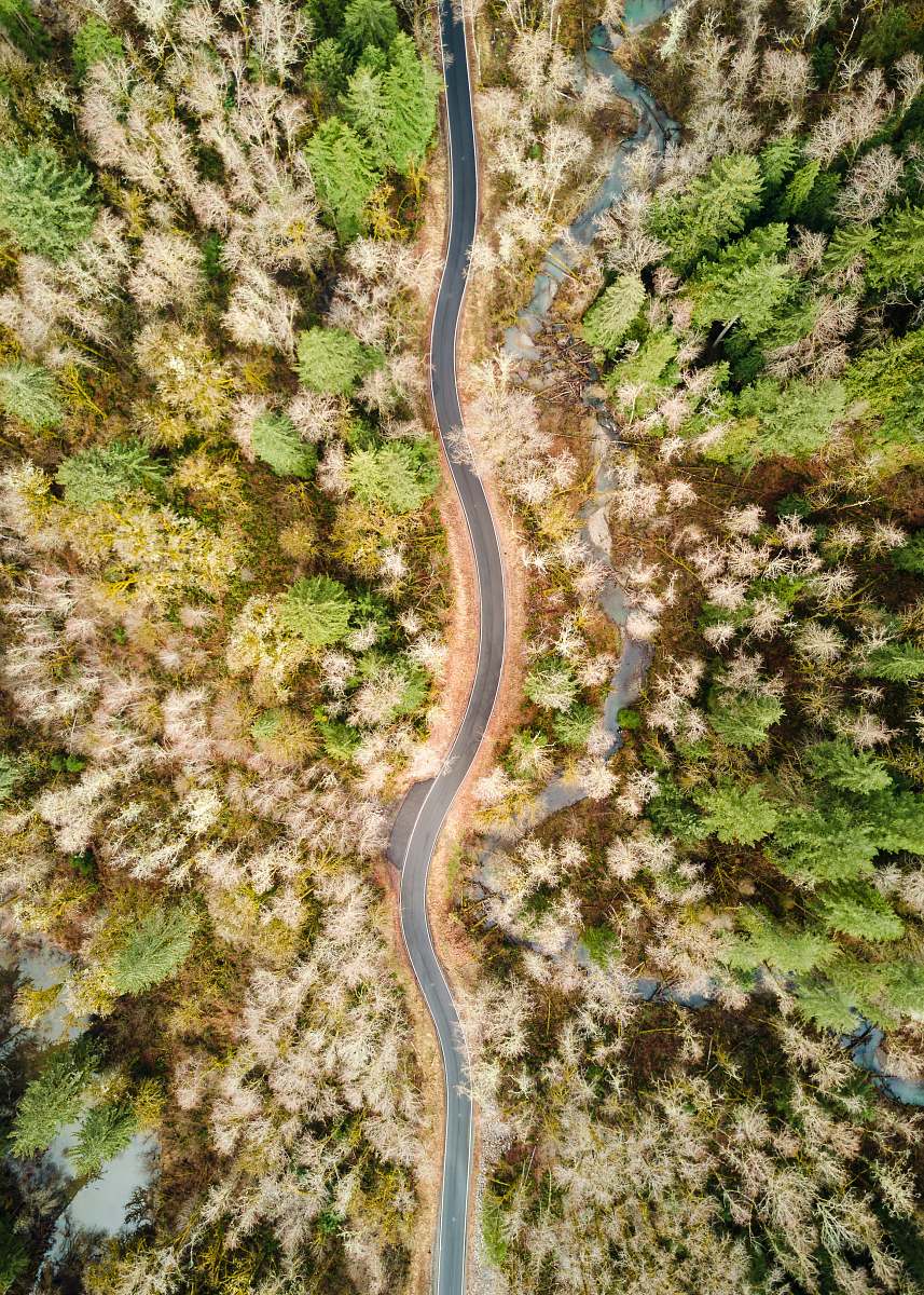 north bend aerial view of road between trees forest